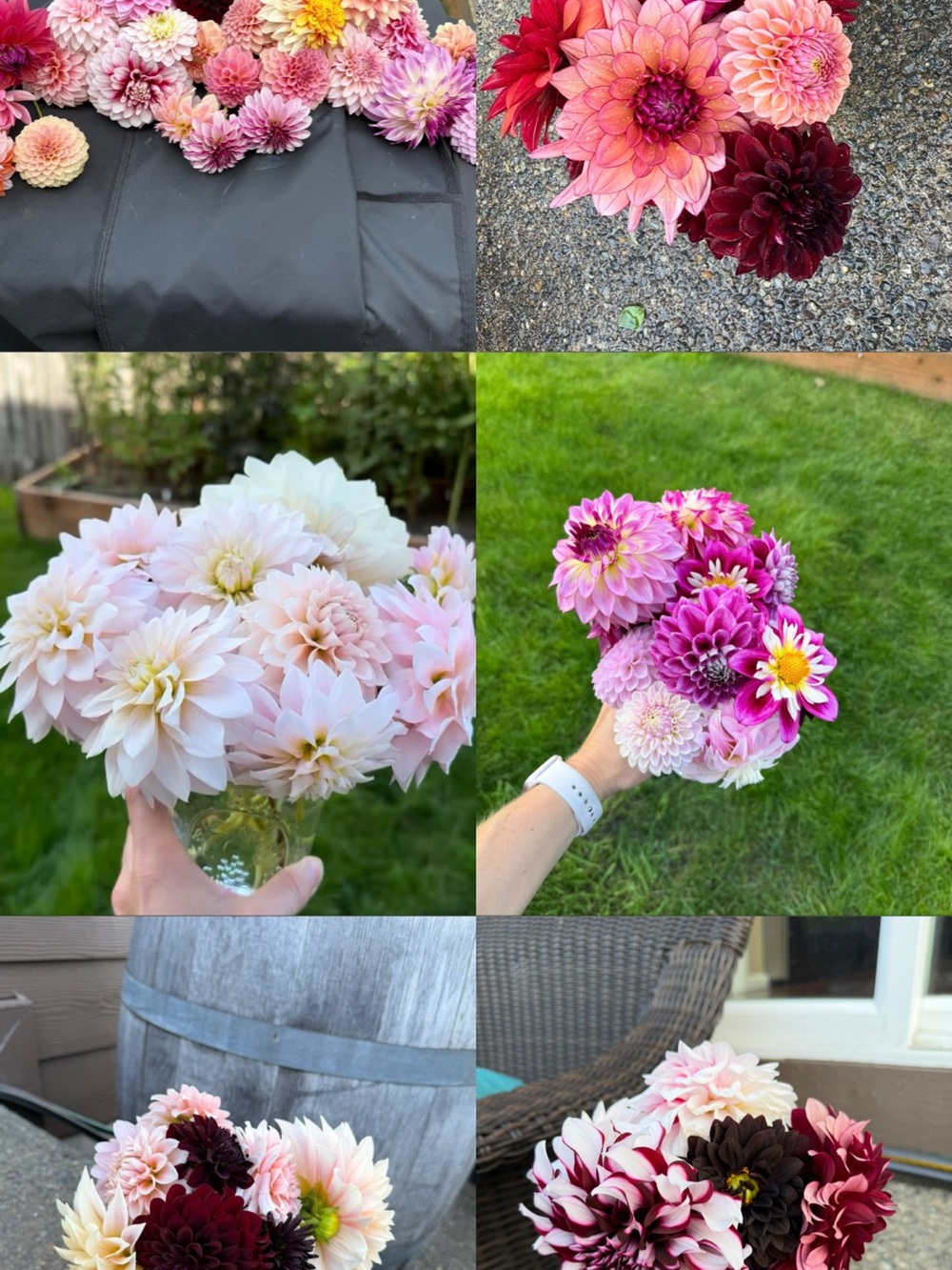 2026 dahlia tuber grab bag
